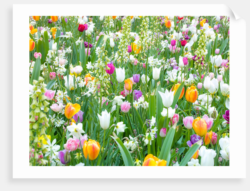 Colorful Tulip flowers by Assaf Frank